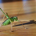 Speckled bush-cricket