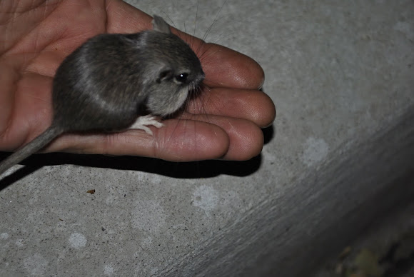 Spotting Image 1