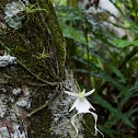 Ghost orchid