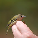 Goldcrest
