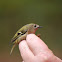 Goldcrest