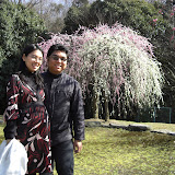 Japanese plum trees in bloom
(Taken 2008/03/15 at Hirashiba Park, Toyota)