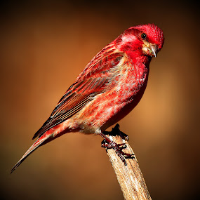Male Purple Finch by Paul Mays - Animals Birds (  )