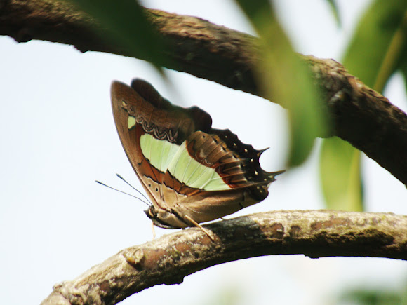 Spotting Image 1