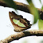 Common Nawab
