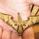 Protambulyx euryalus