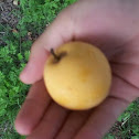 Chinese plum