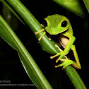 Bolivian monkey frog
