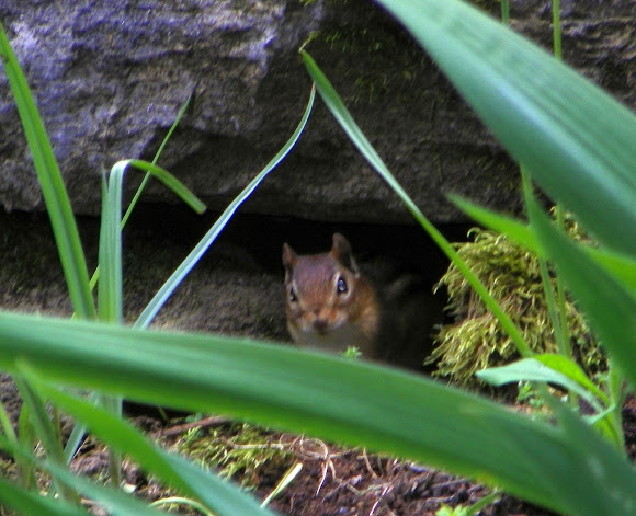 Spotting Image 1
