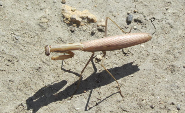Mantis religiosa