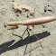 Mantis religiosa