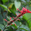 Firespike
