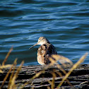 Willet (non-breeding)