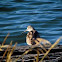 Willet (non-breeding)