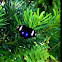 Common Eggfly
