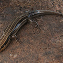 Five-lined Skink
