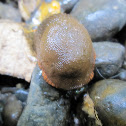 Slug
