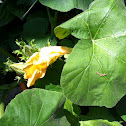 Squash