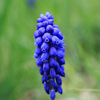 Grape Hyacinth