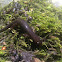 northern dusky salamander