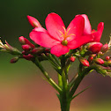 Jatropha