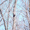 Brown Headed Cowbird
