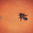 Mammoth wasp