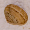 Oxychilus Snail