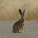 Black-tailed Jackrabbit
