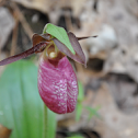 Pink Lady's Slipper