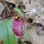 Pink Lady's Slipper