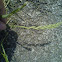 Couch grass