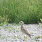 Spotted Thick-knee (Dikkop)