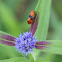 Sugarcane Froghopper