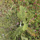unknown plant