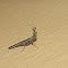 Bark mantid
