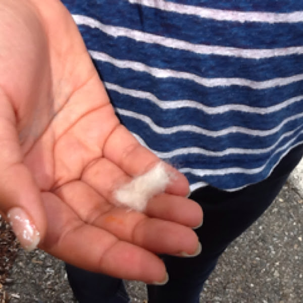 Seed pod of Cottonwood Tree Project Noah