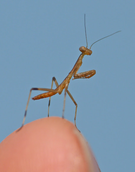 Spotting Image 1