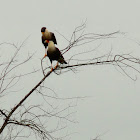 Caracara