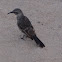 Hood Mockingbird