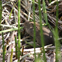 Meadow Vole