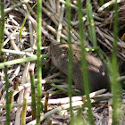 Meadow Vole