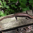 Five-lined Skink
