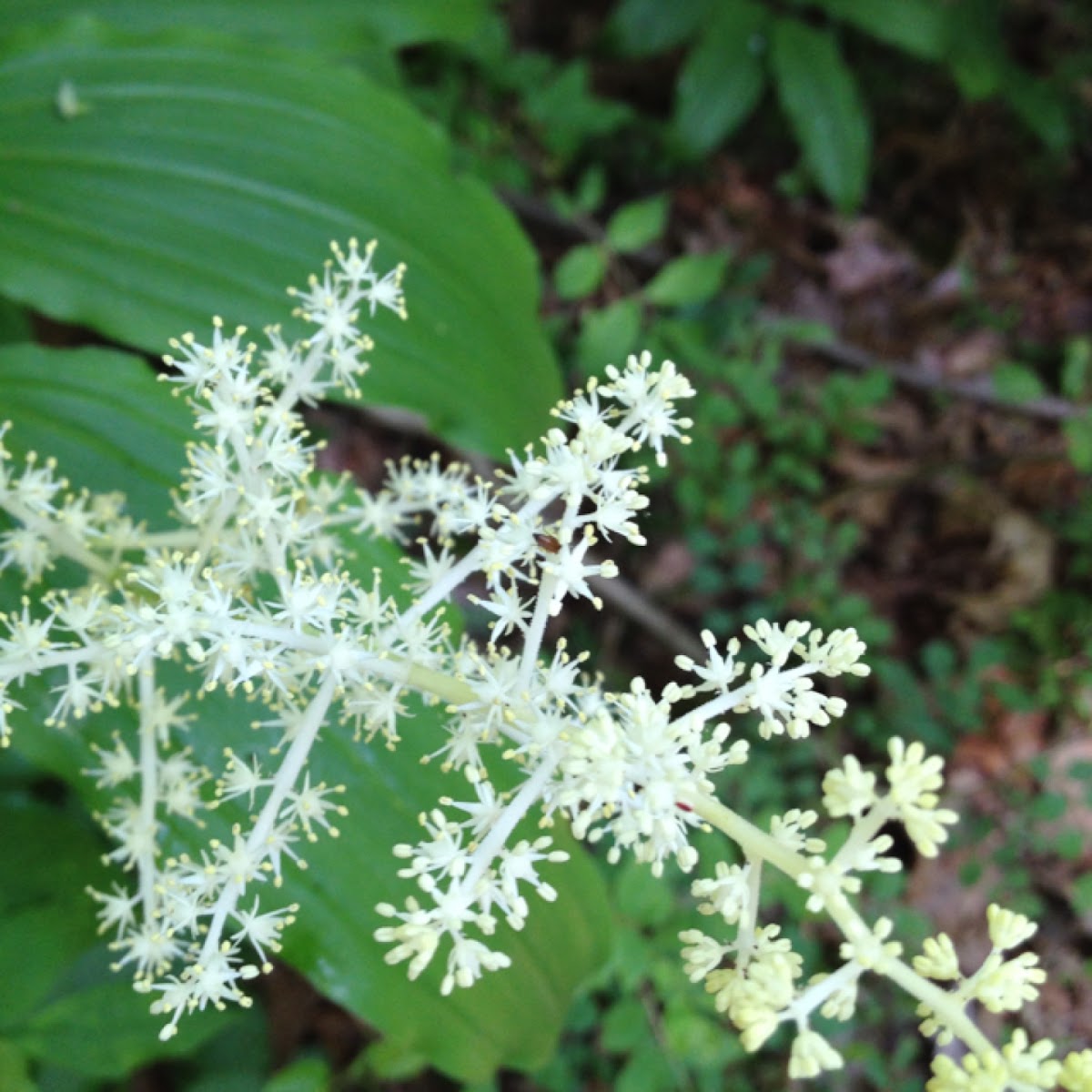 False Solomon's Seal