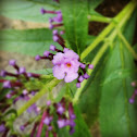 salvia divinorum