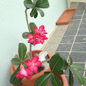 Desert Rose