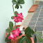 Desert Rose