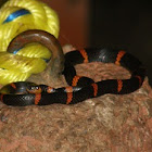 Cope's False (Halloween) Coral Snake