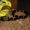 Cope's False (Halloween) Coral Snake