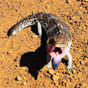 Shingleback Skink